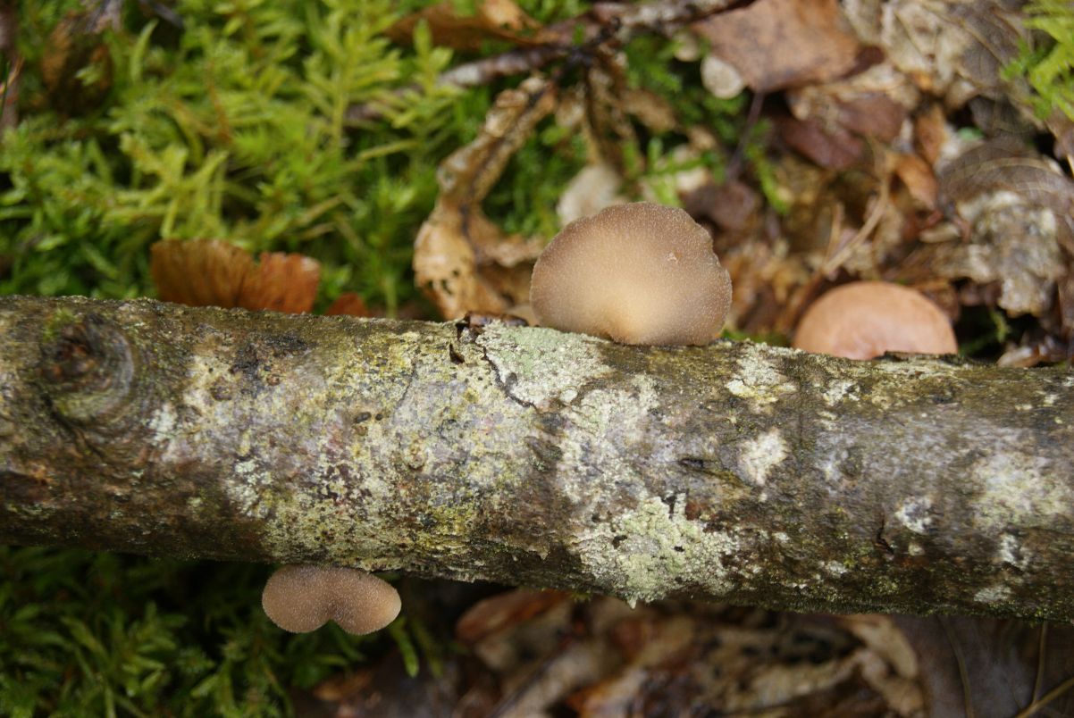 Grå Filthat (Hohenbuehelia grisea)