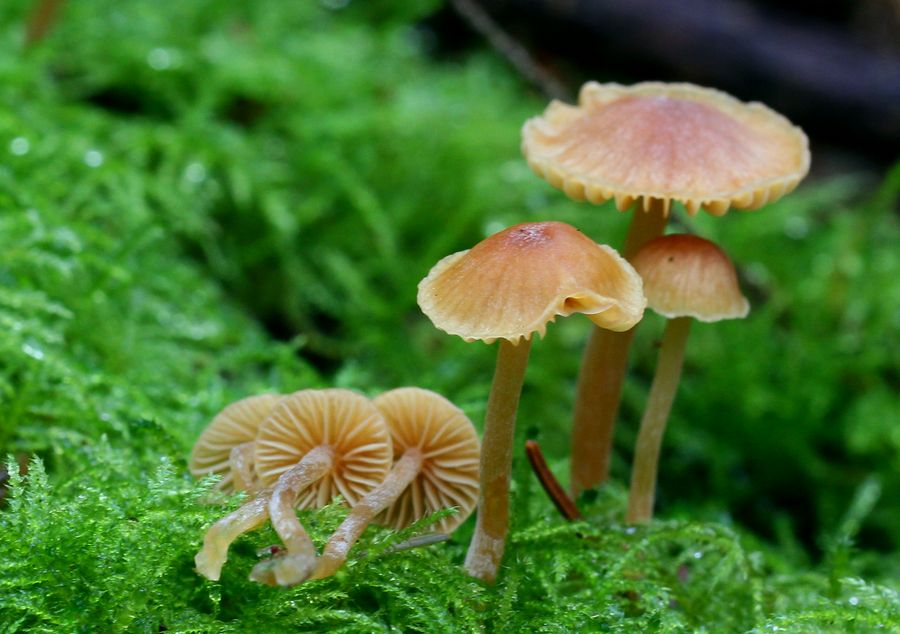 Galerina subclavata (Galerina subclavata)