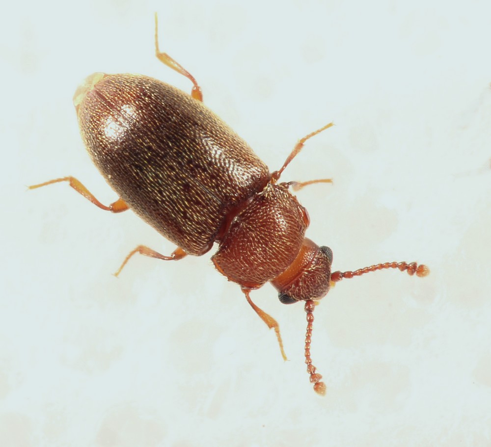 Cryptophagus micaceus (Cryptophagus micaceus)