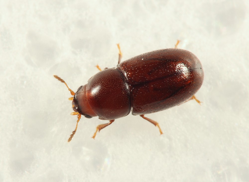 Cis castaneus (Cis castaneus)