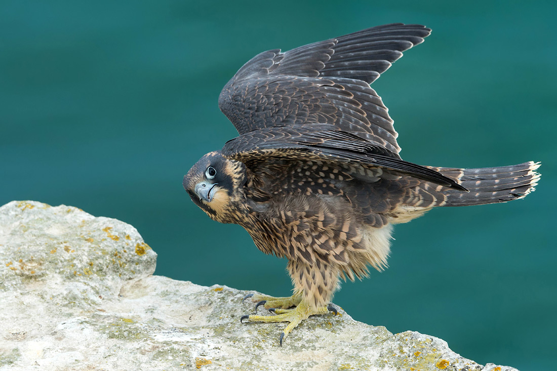 (Falco peregrinus) -