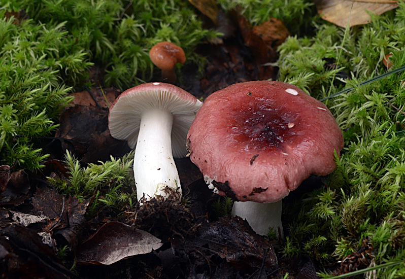 Vand-Skørhat (Russula aquosa)
