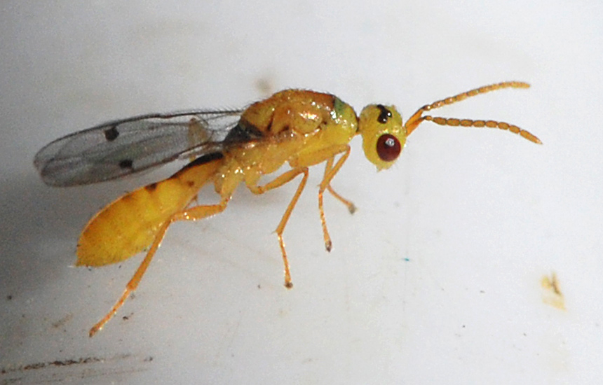 Megastigmus rafni (Megastigmus rafni)