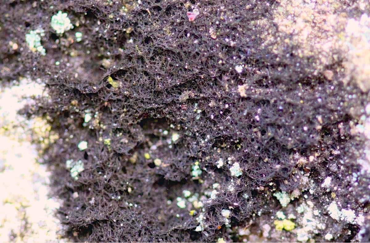 Sort Fløjlslav (Cystocoleus ebeneus)