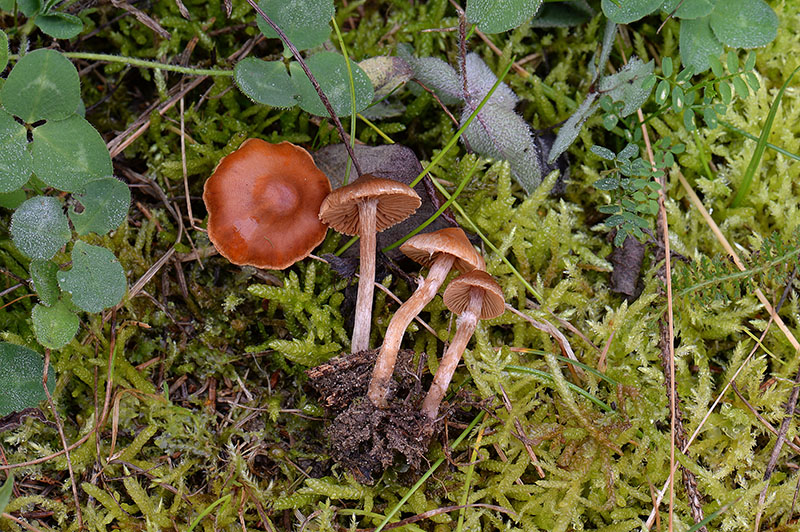 Krave-Slørhat (Cortinarius parvannulatus)