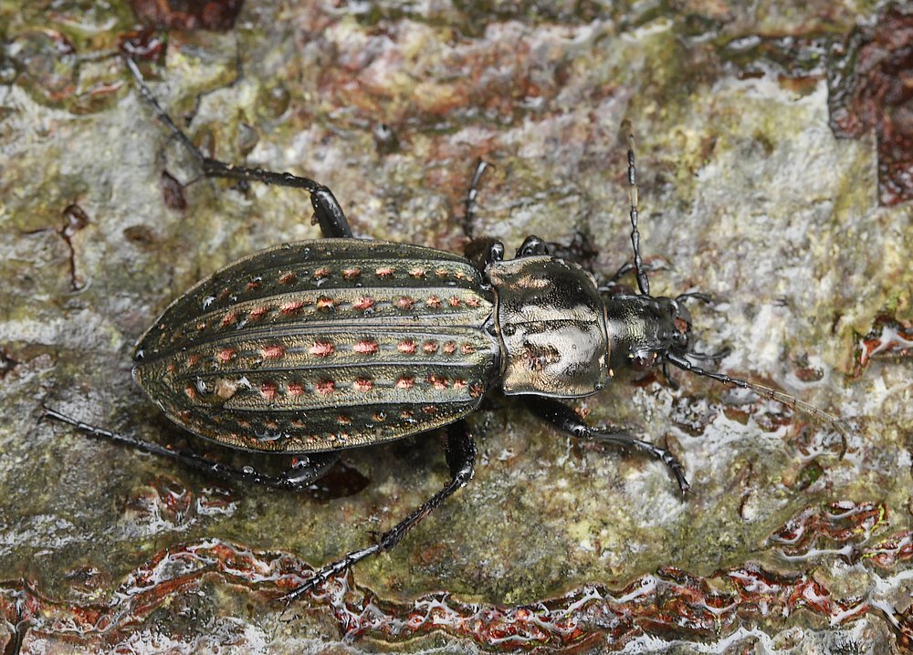 Dyndløber (Carabus clathratus)