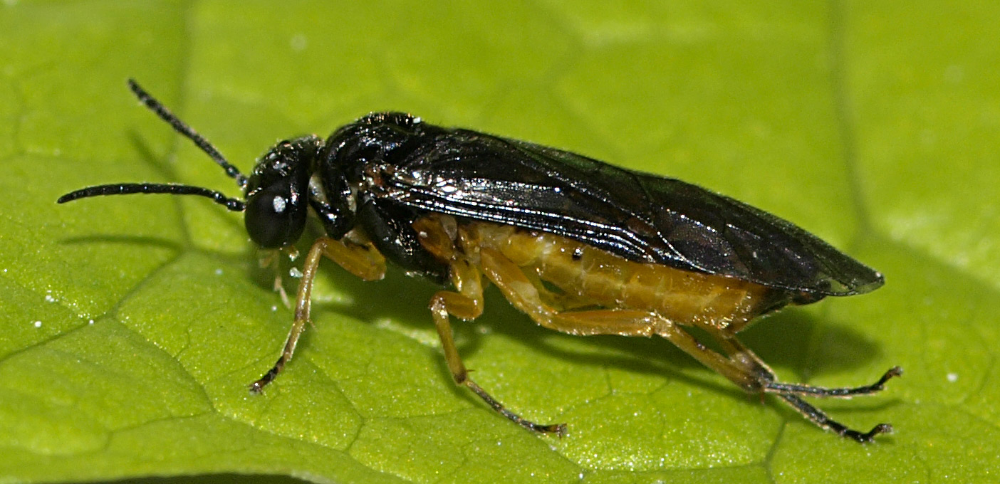 Halidamia affinis (Halidamia affinis)