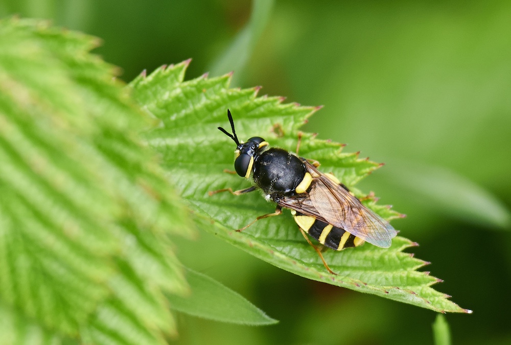 Gulbåndet Pragtvåbenflue (Stratiomys potamida)