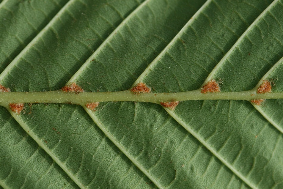 Hestekastaniegalmide (Aculus hippocastani)