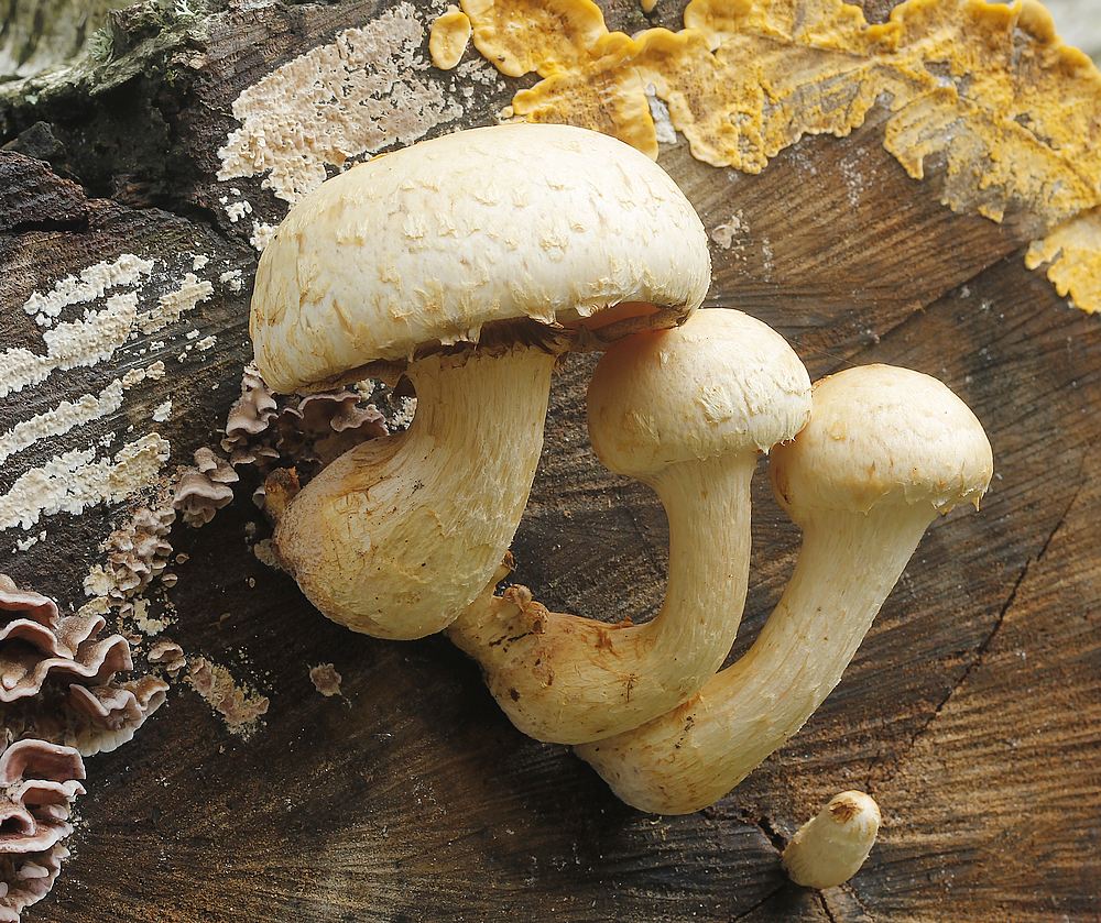 Duftende Skælhat (Hemipholiota heteroclita)