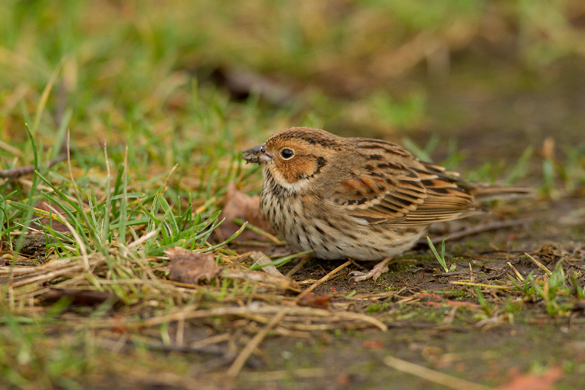 Dværgværling (Emberiza pusilla)