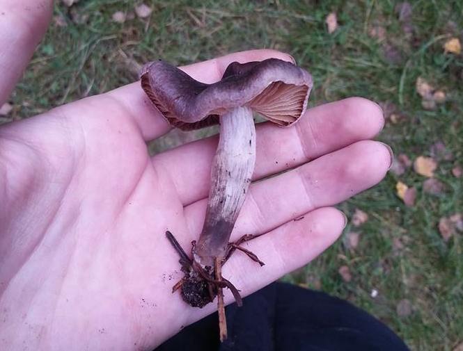 Lysbladet Slørhat (Cortinarius depressus)