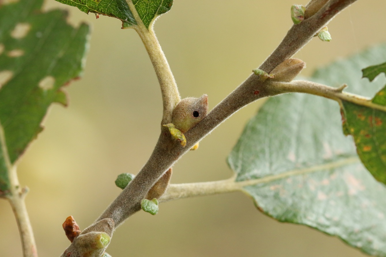 Euura mucronata (Euura mucronata)