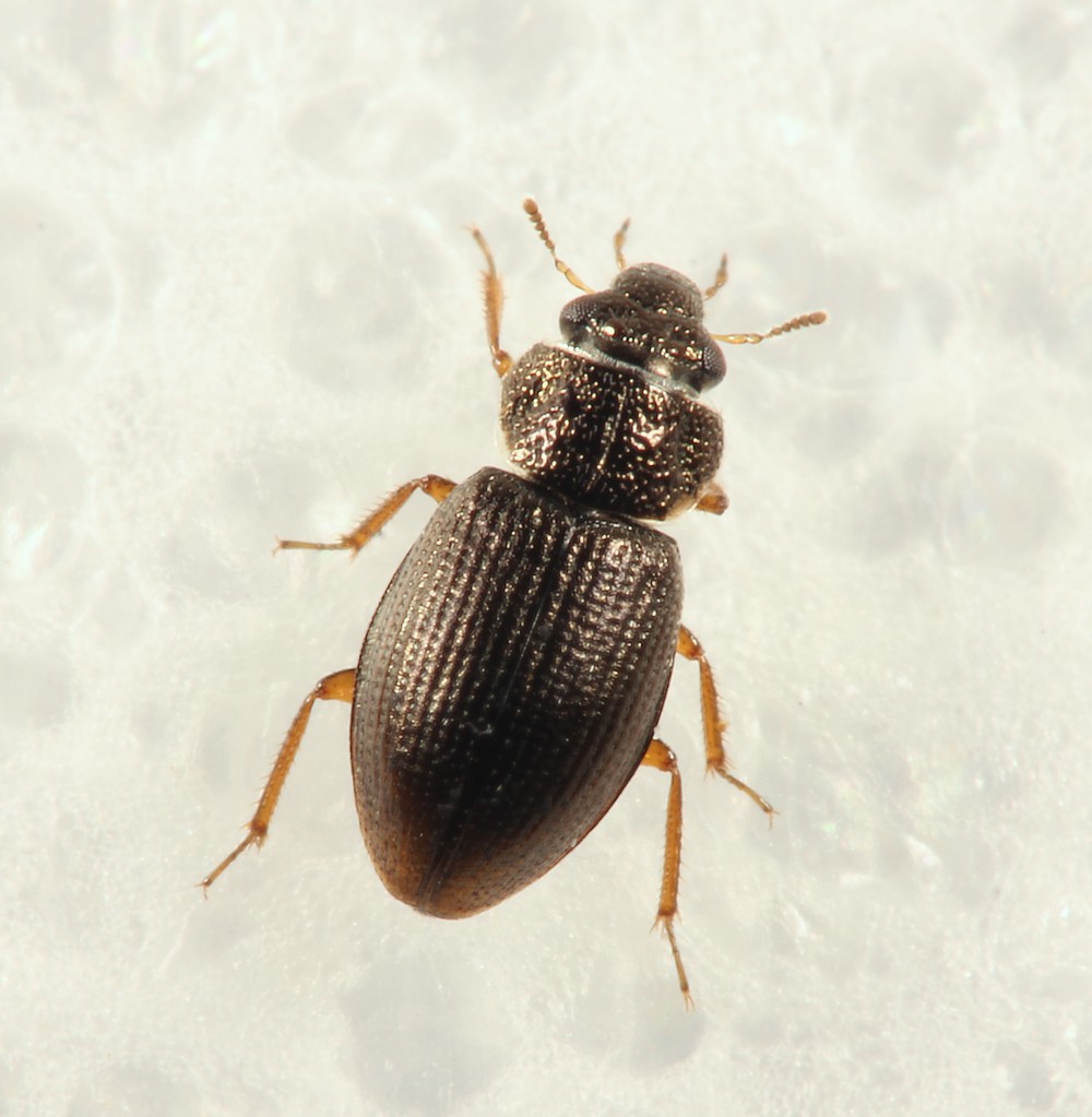 Ochthebius minimus (Ochthebius minimus)
