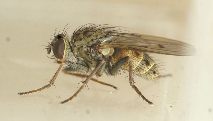 Lispocephala falculata (Lispocephala falculata)