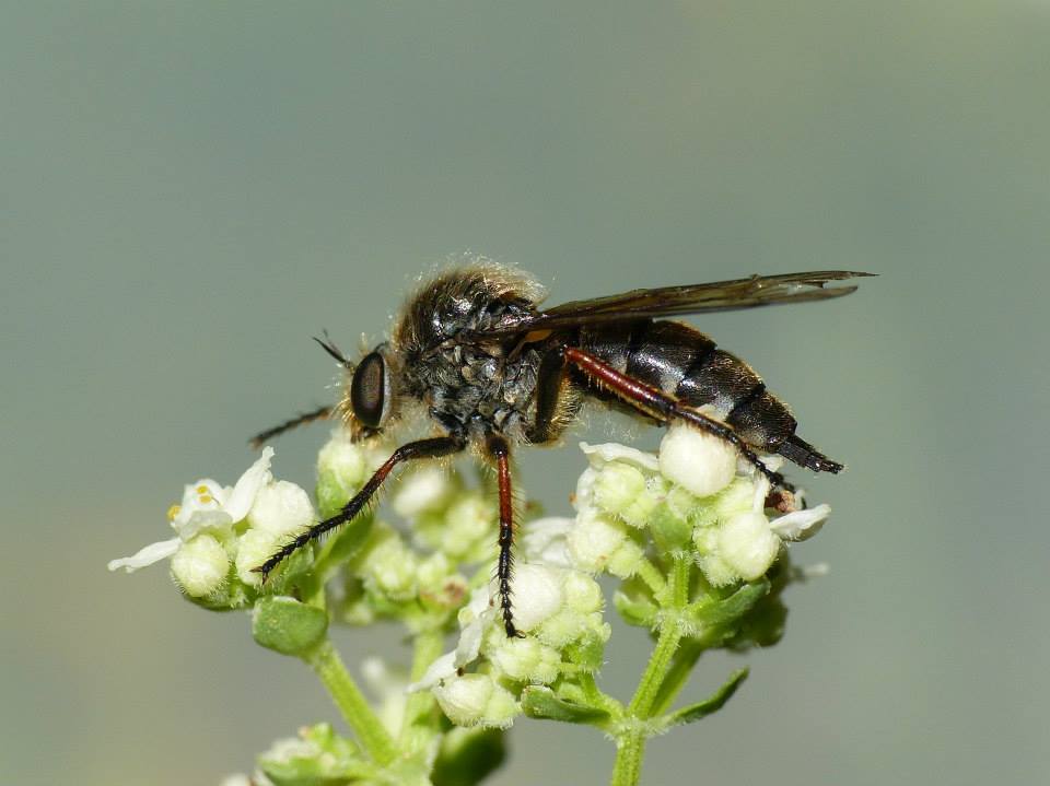 Butsnudet Rovflue (Leptarthrus brevirostris)