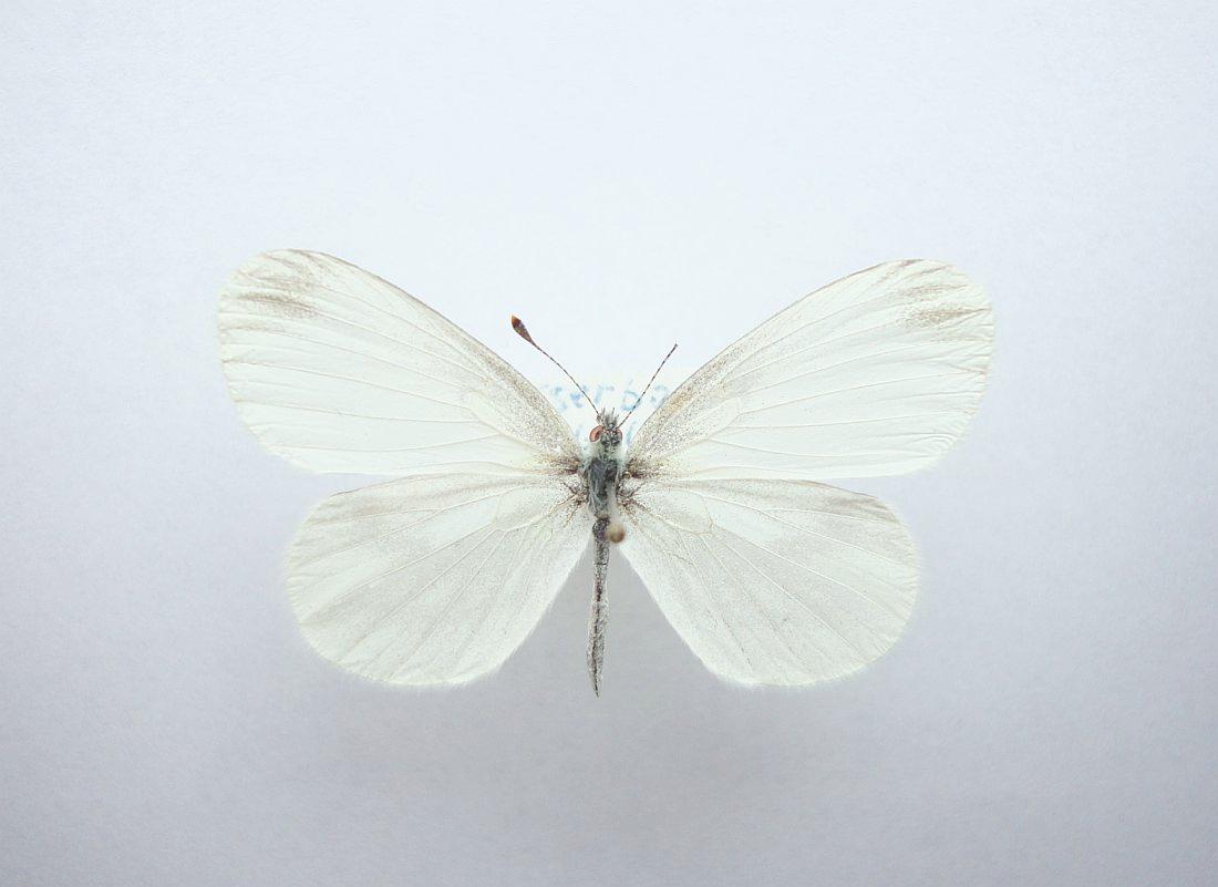 Skovhvidvinge (Leptidea sinapis)