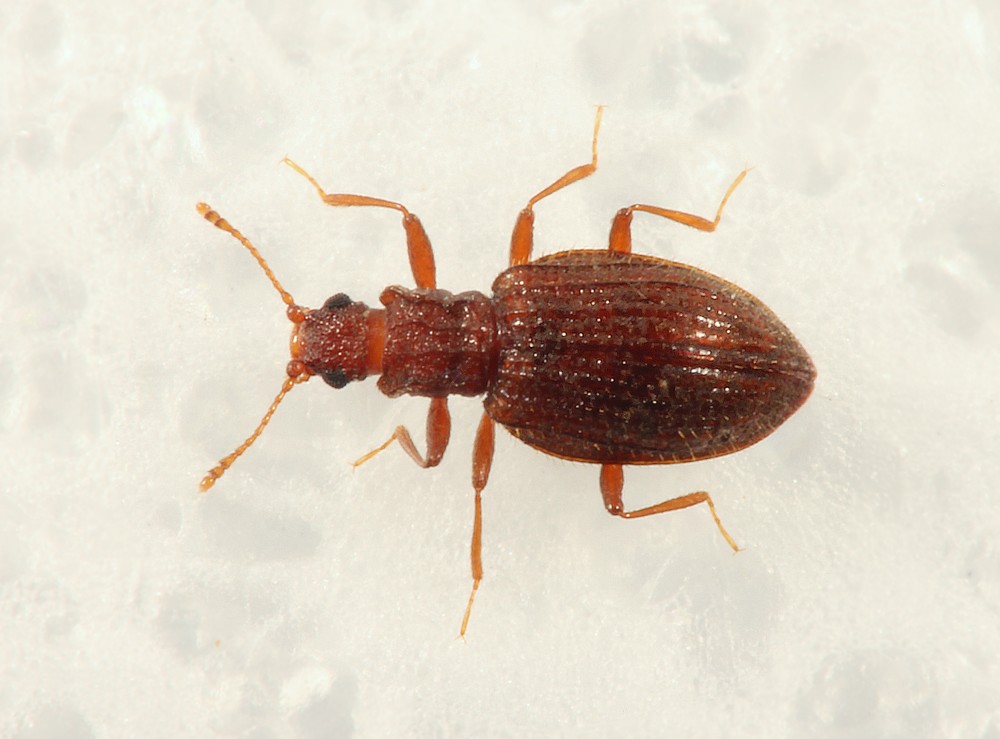 Stephostethus angusticollis (Stephostethus angusticollis)