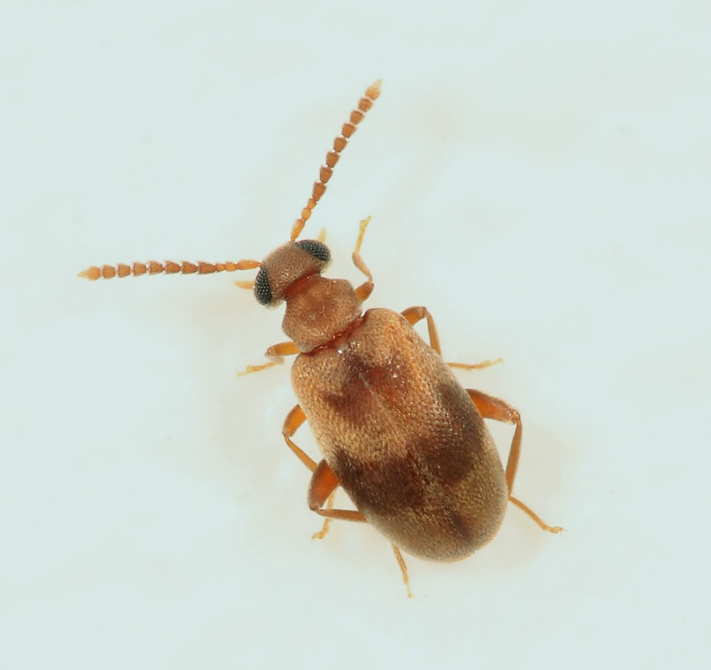 Aderus populneus (Aderus populneus)