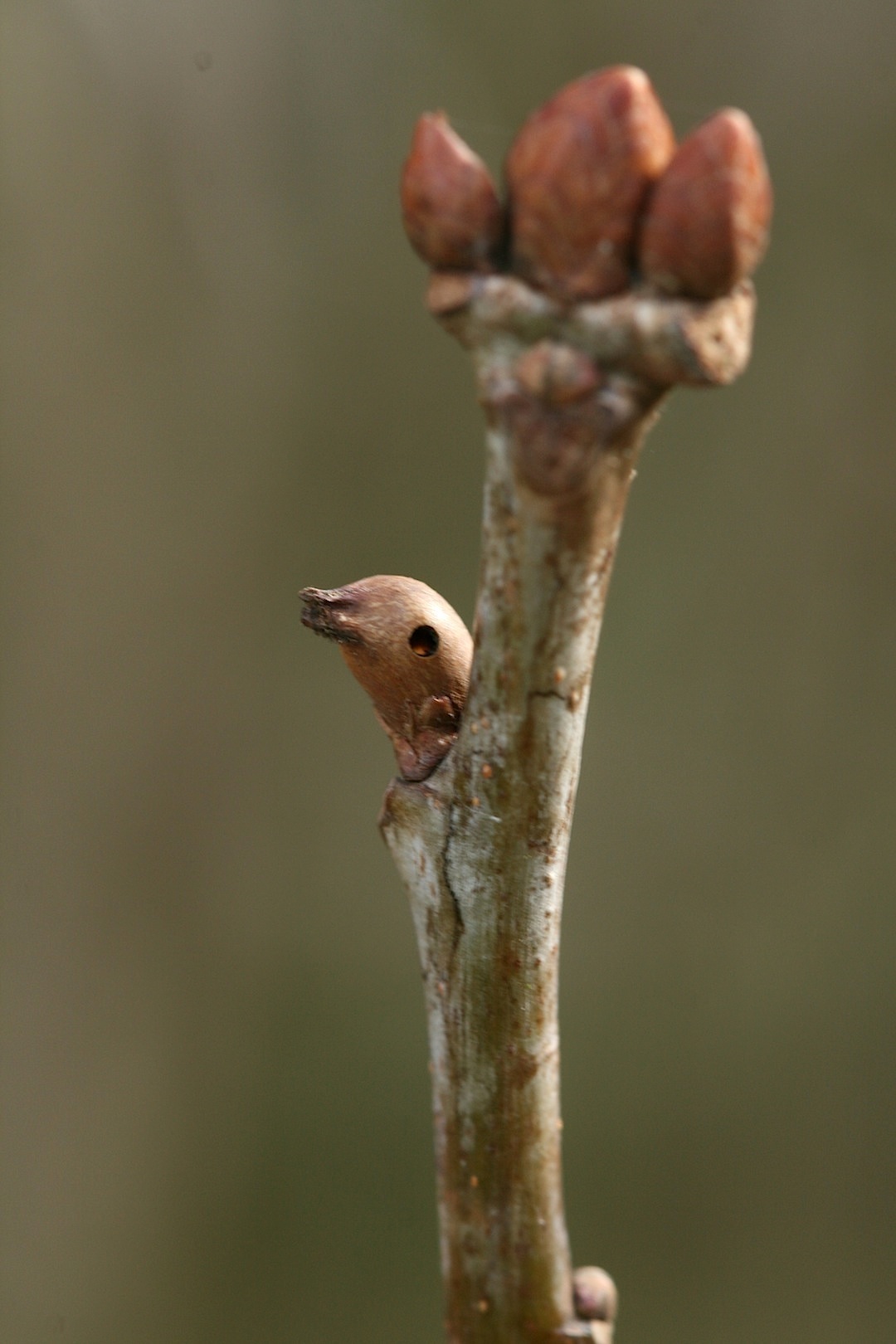 Andricus solitarius (Andricus solitarius)