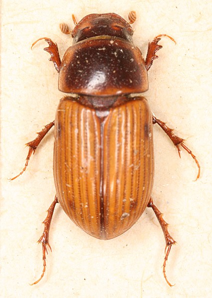 Aphodius sordidus (Aphodius sordidus)