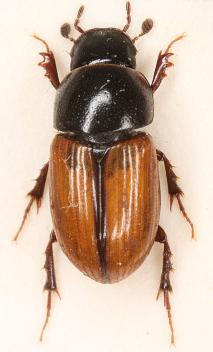 Stregmøgbille (Aphodius merdarius)