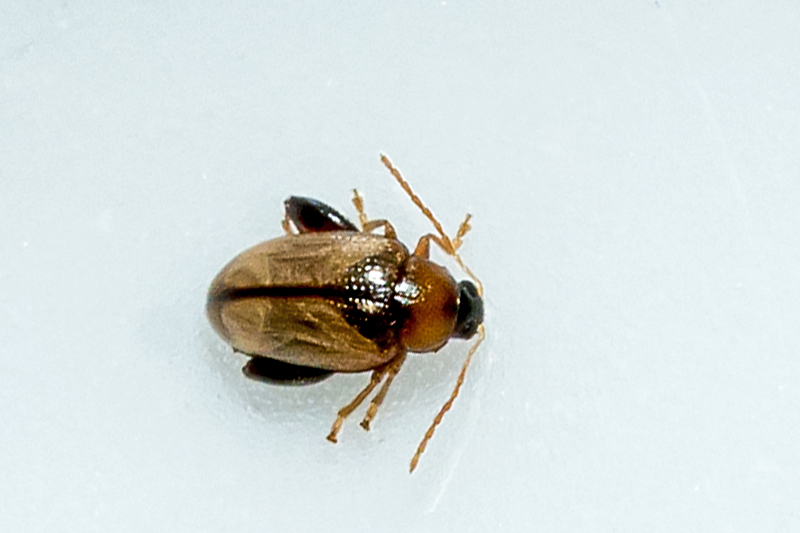 Kartoffeljordloppe (Psylliodes affinis)
