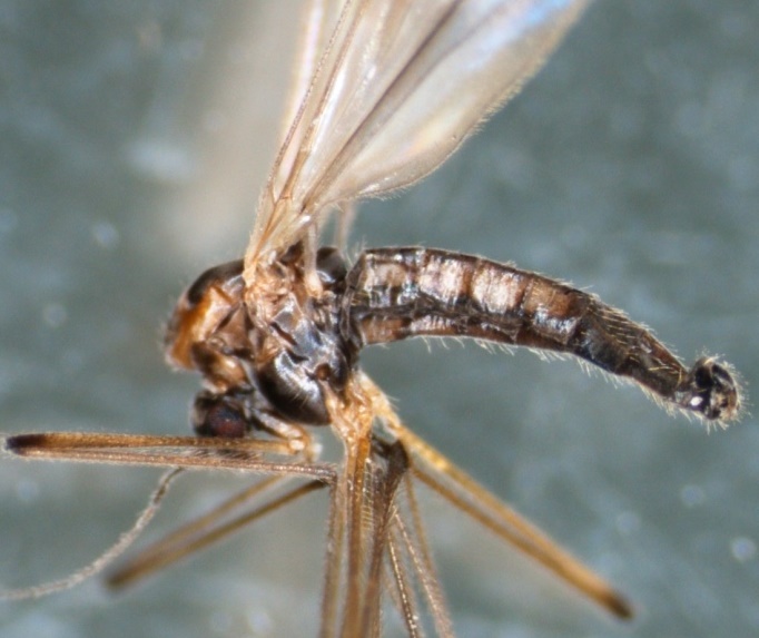 Dixa maculata (Dixa maculata)