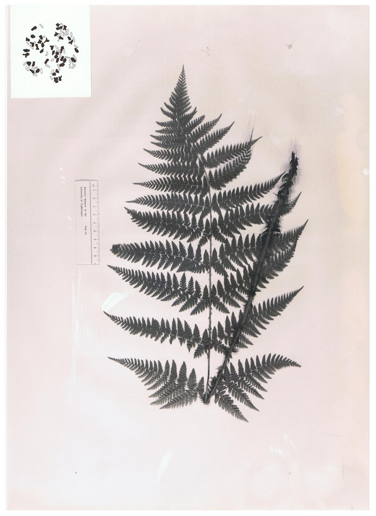 Dryopteris dilatata x expansa (Dryopteris dilatata x expansa)