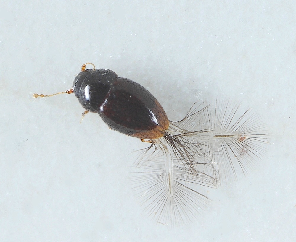 Ptenidium formicetorum (Ptenidium formicetorum)