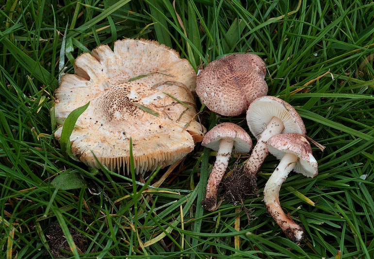 Brunrød Parasolhat (Lepiota brunneoincarnata)