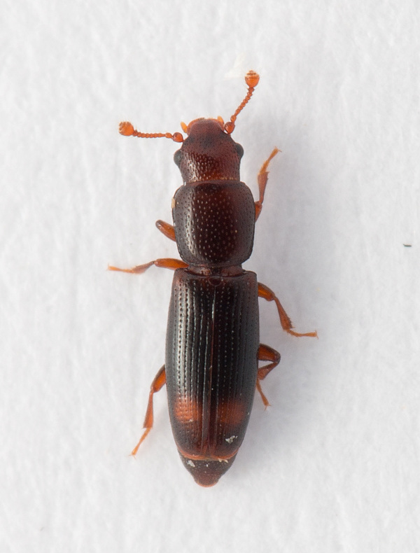Toplettet Barksmalbille (Rhizophagus bipustulatus)