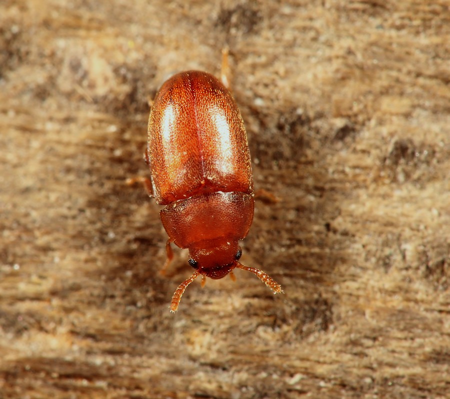 Dværgskyggebille (Pentaphyllus testaceus)