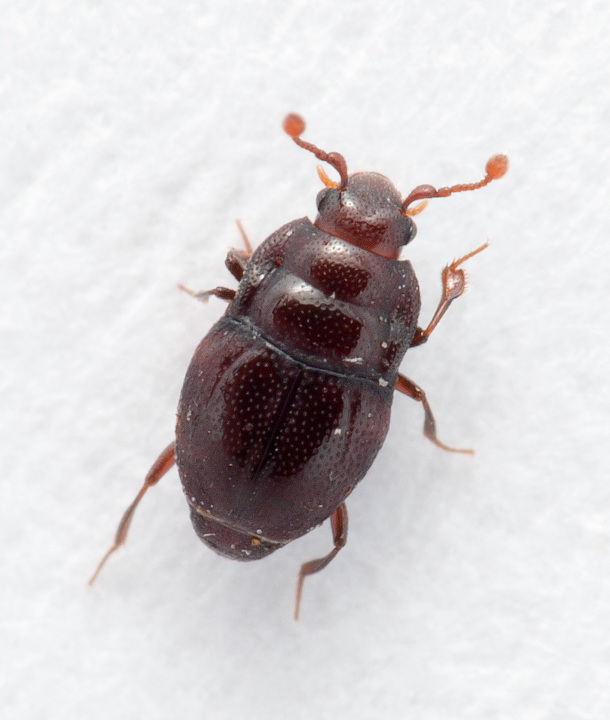 Plegaderus dissectus (Plegaderus dissectus)