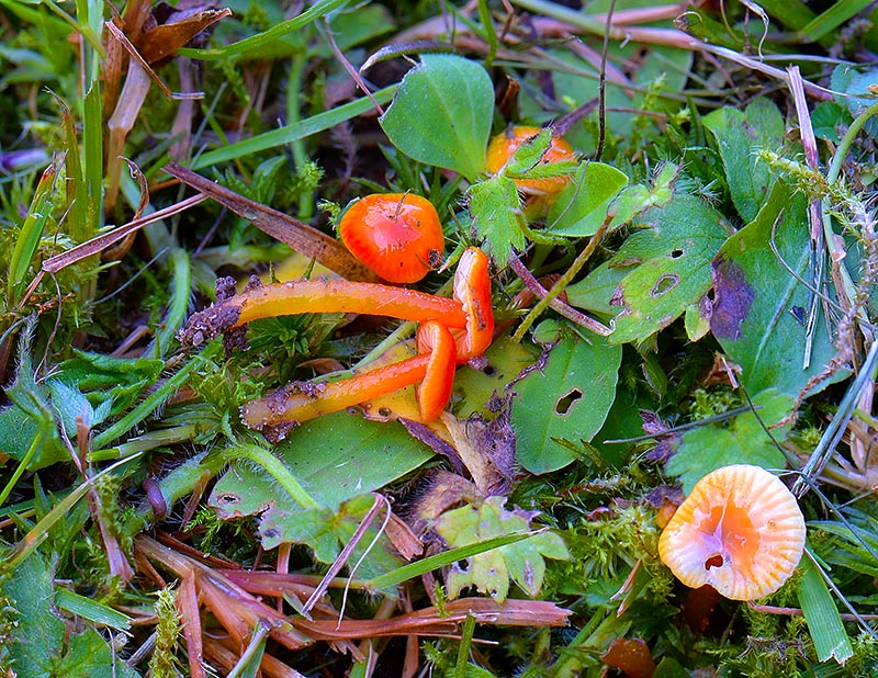 Rubin-Vokshat (Hygrocybe glutinipes var. rubra)