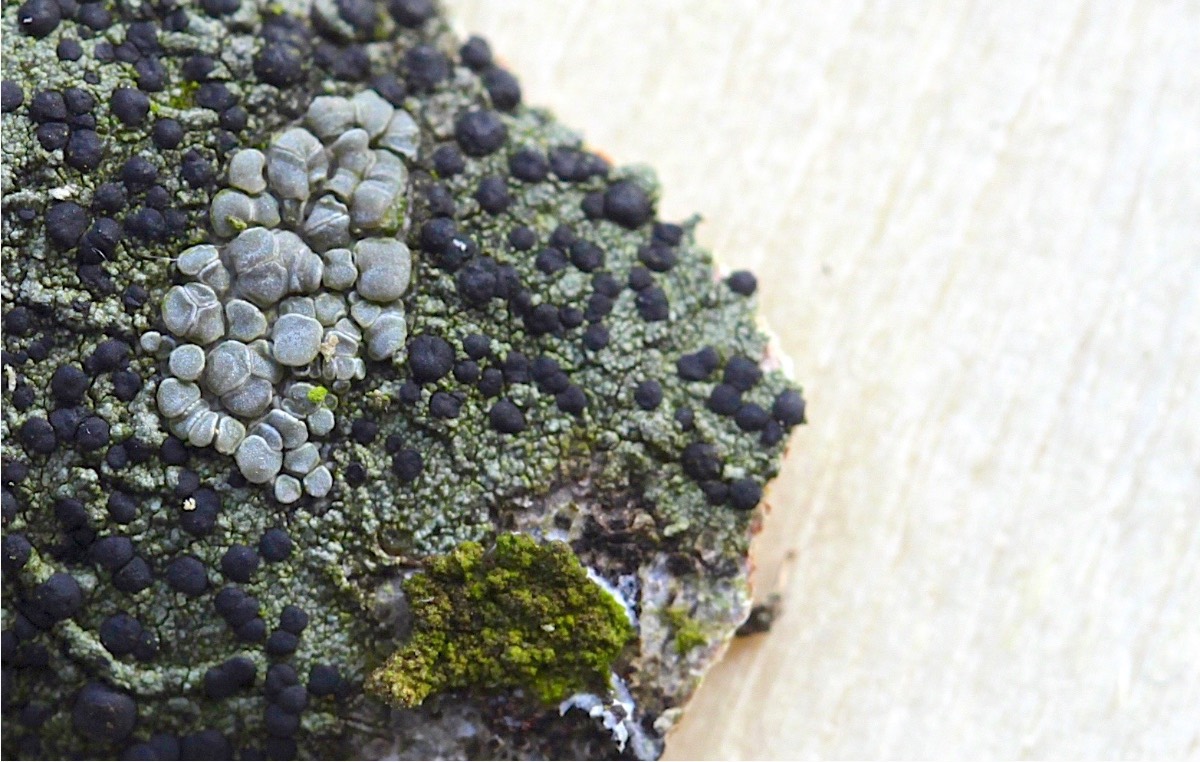 Park-Kantskivelav (Lecanora leptyrodes)
