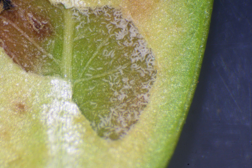 Eriophyes canestrinii (Eriophyes canestrinii)