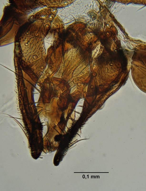 Ischiolepta denticulata (Ischiolepta denticulata)