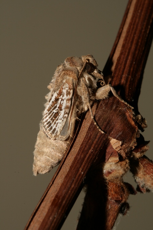 Markbynke-Ugle (Conisania leineri)