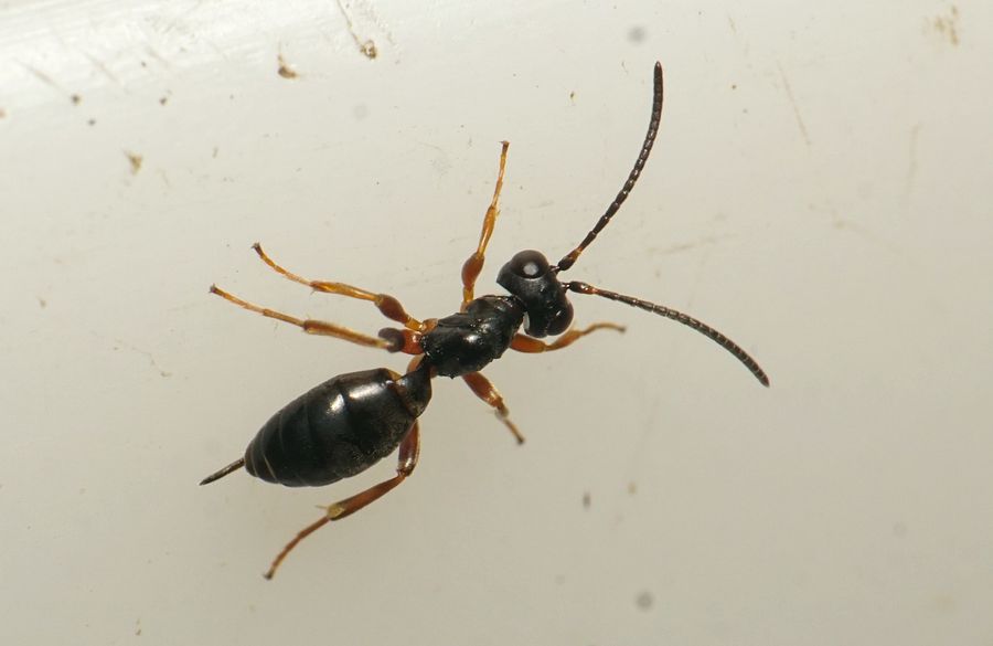 Sort Havemyrehveps (Gelis agilis)