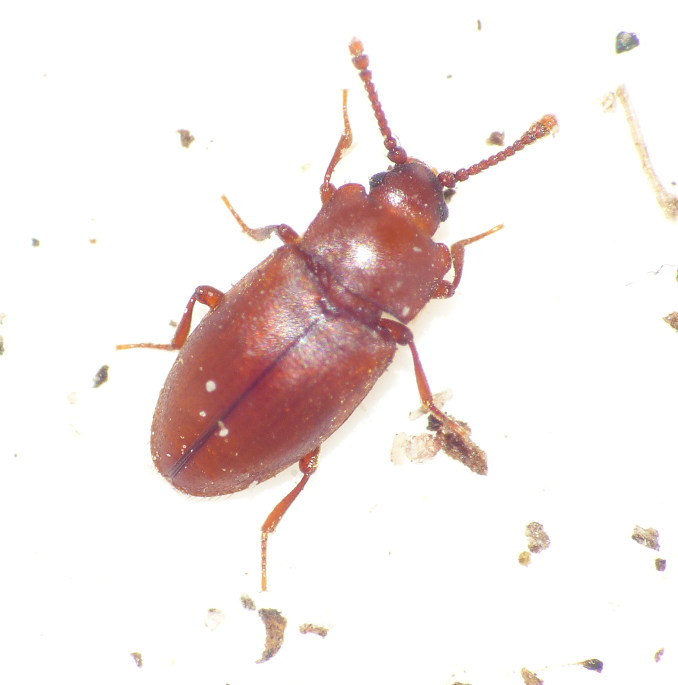 Spavius glaber (Spavius glaber)