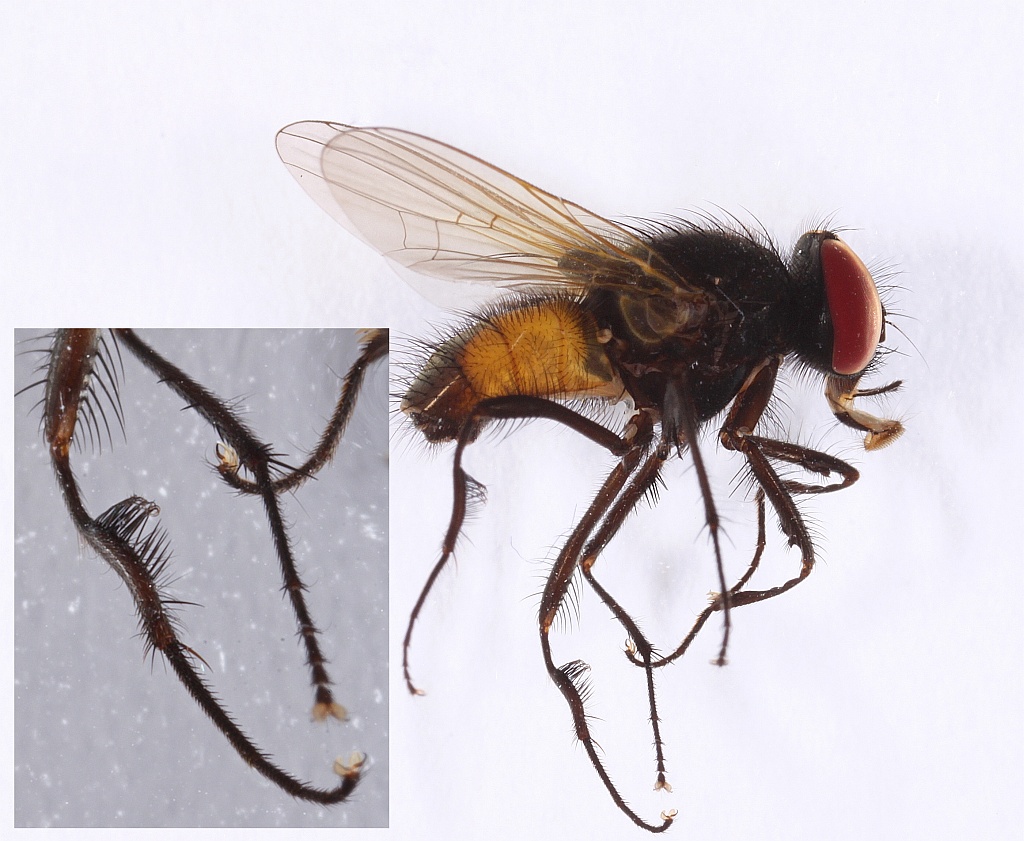 Hydrotaea borussica (Hydrotaea borussica)