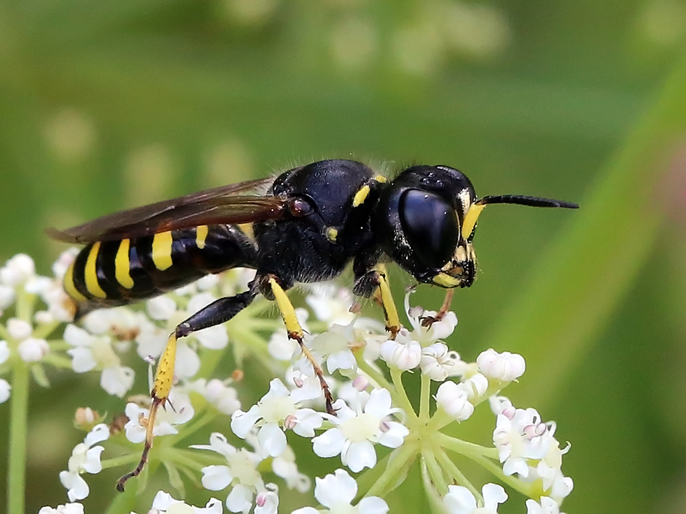Ectemnius cavifrons (Ectemnius cavifrons)