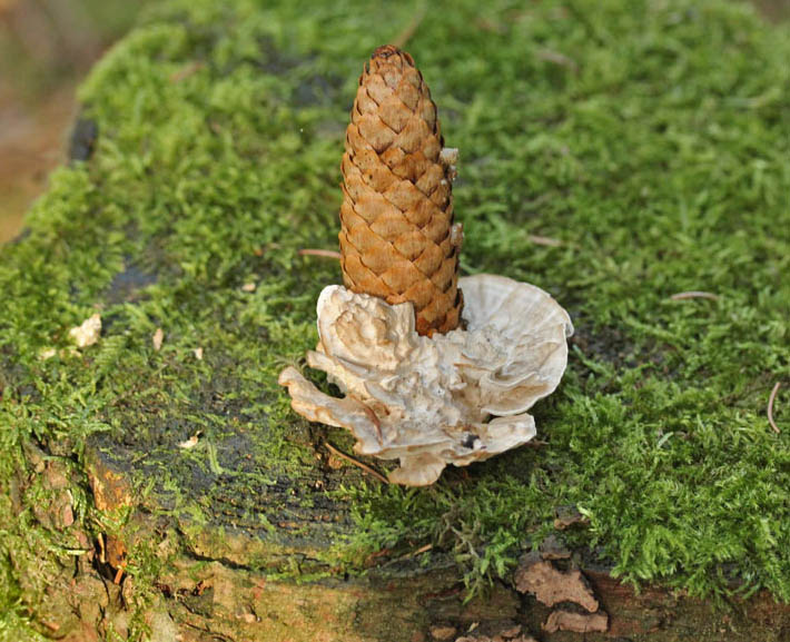 Oligoporus floriformis (Oligoporus floriformis)