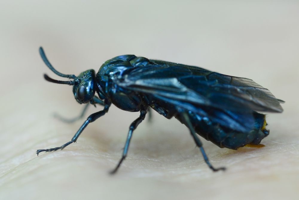 Arge enodis (Arge enodis)