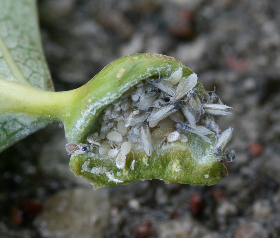 Spiralgallebladlus (Pemphigus spyrothecae)