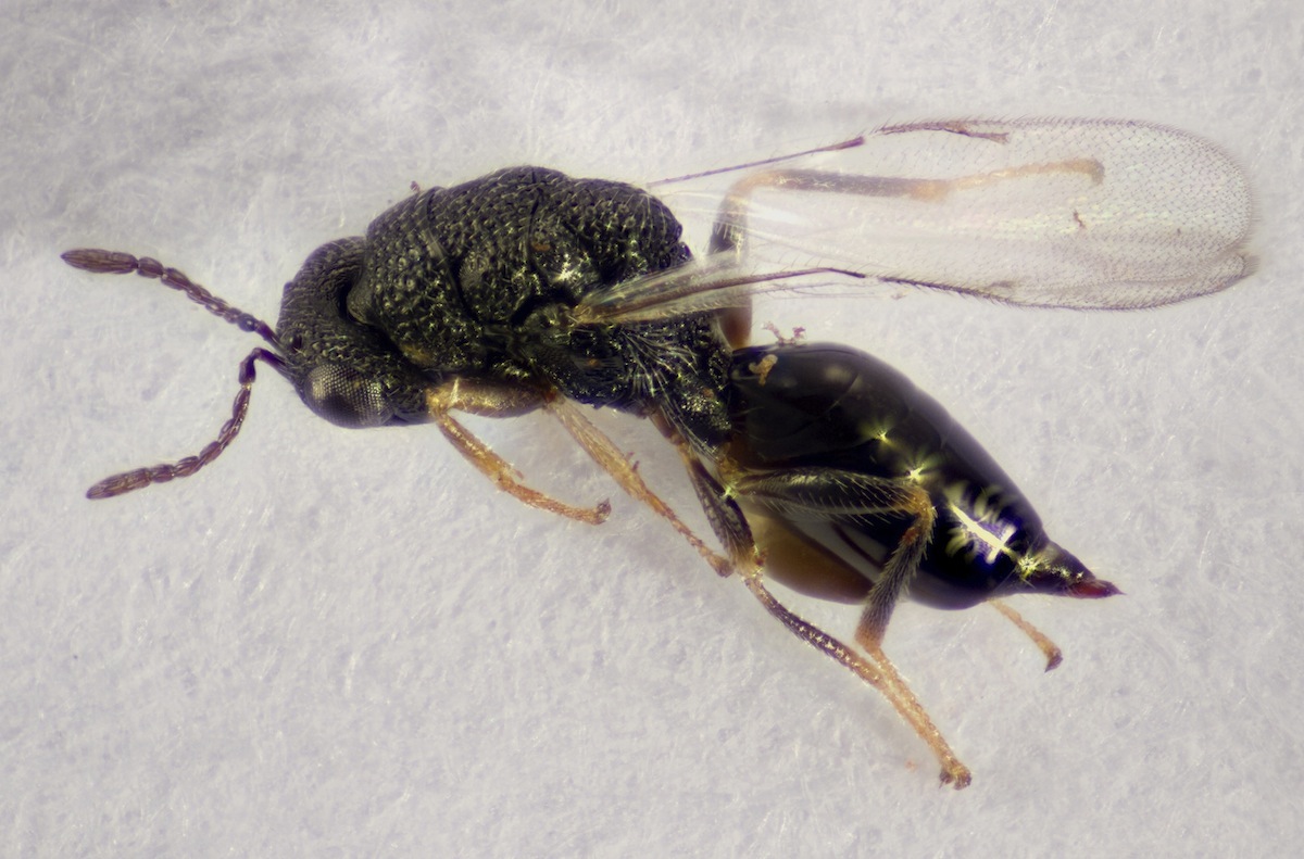 Eurytoma saliciperdae (Eurytoma saliciperdae)