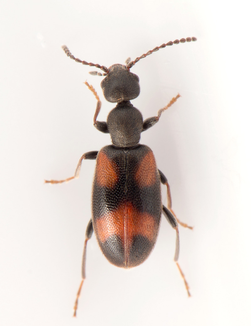 Broget Sandpiler (Anthicus antherinus)