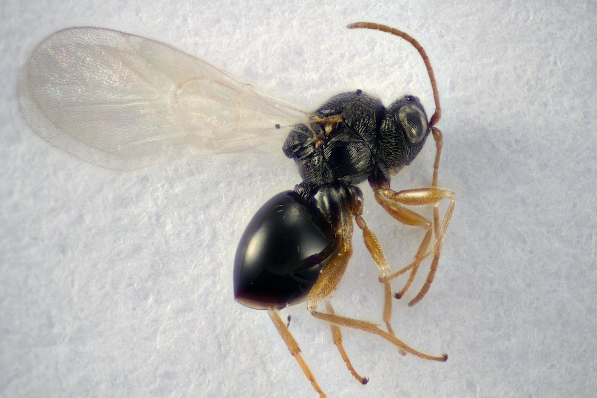 Synergus gallaepomiformis (Synergus gallaepomiformis)