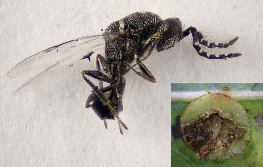 Eurytoma aciculata (Eurytoma aciculata) Naturbasen